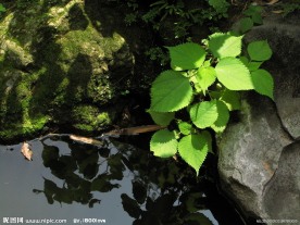 绿色植物