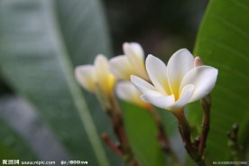 鸡蛋花