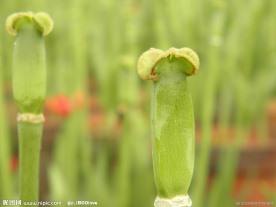 郁金香花蕊 花托