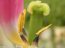 郁金香花蕊
