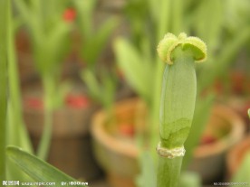 郁金香花蕊