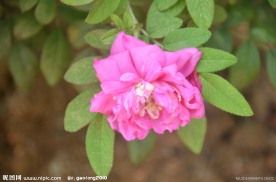 刺玫花