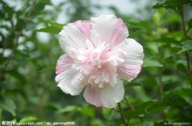 木槿花