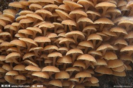 野生菌