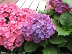 绣球花