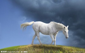白马