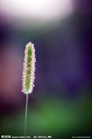 狗尾草