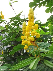 绿色植物