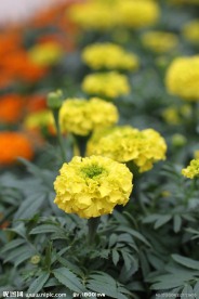 菊花 绿色植物 花卉