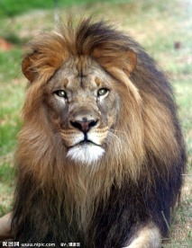 狮子
