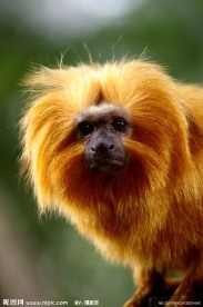 马达加斯加的金毛猴