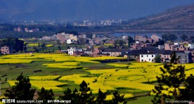 油菜花美景