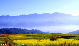 油菜花美景