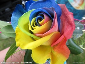 彩虹玫瑰花