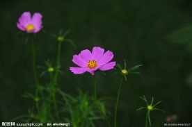 紫花绿叶