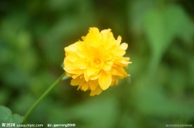 重瓣棣棠花