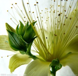 花蕊