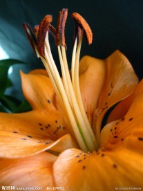 花蕊