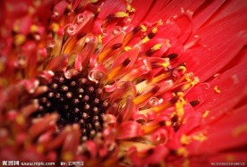 花蕊
