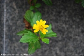 黄色菊花
