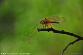红蜻蜓