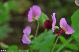 紫花绿叶