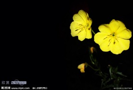 夜来香