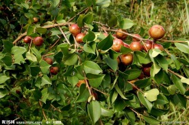 油茶