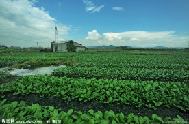绿色疏菜基地