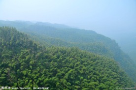 青山绿树