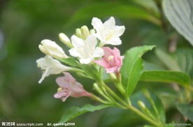 锦带花