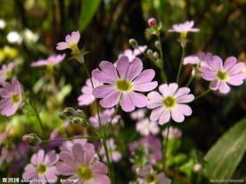 小花