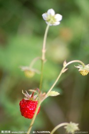 草莓与草莓花
