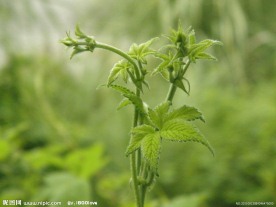 绿色植物