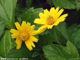 小黄菊