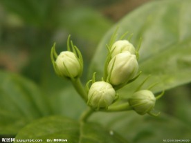 茉莉花