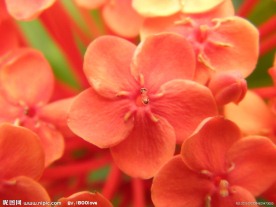 龙船花