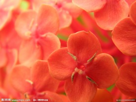 龙船花
