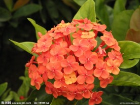 龙船花