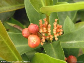 龙船花