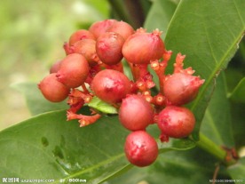 龙船花
