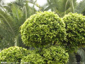 绿色植物