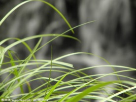 草 叶条
