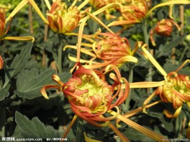 菊花