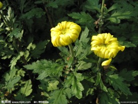 菊花