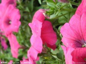 矮牵牛花