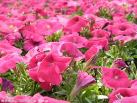 矮牵牛花