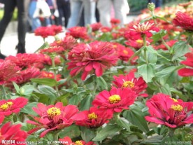 百日菊