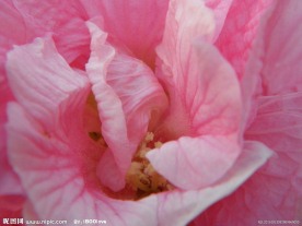木芙蓉(非高清)