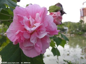 木芙蓉(非高清)